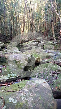 Boulders in a creek on the Stoney Creek Walk in the Strickland State Forest