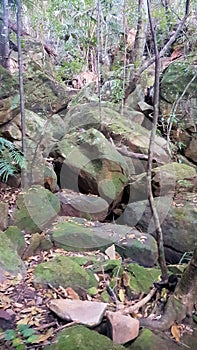 Boulders in a creek on the Stoney Creek Walk in the Strickland State Forest