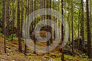 Boulders in the forest of Tamadaba, Gran Canaria, Canary islands