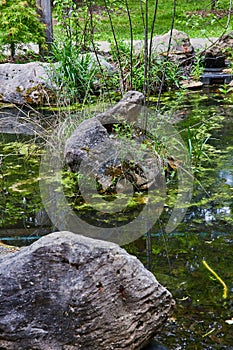 Boulders in murky algae infested pond with sticks and weeds growing out of dirty water