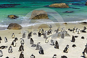 Boulders Penguin Colony