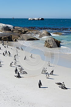 Boulders penquin colony at Simonstown