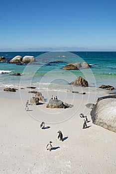 Boulders penquin colony at Simonstown