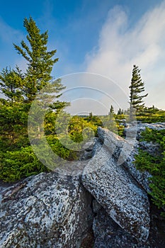 Boulders and pine trees at Bear Rocks Preserve, in Dolly Sods Wilderness, Monongahela National Forest, West Virginia photo