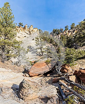 Boulders and Pinyon Pine Trees on Navajo Sandstone Slickrock
