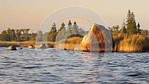 Boulders, reed and coastal forest on sunset. Baltic sea shelf, gulf of Finland