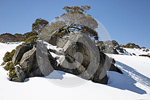 Boulders and Snow Gums, Charlotte Pass, New South Wales