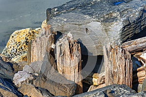 Boulders and Wood of the Columbia`s South Jetty photo