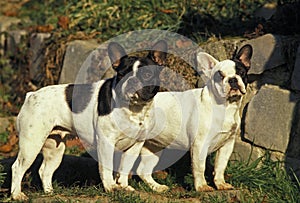 BOULEDOGUE FRANCAIS