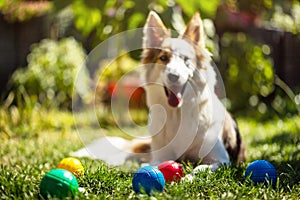 Boules or boccia balls are lying with a cute puppy on a green meadow