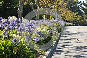 Boulevard median has flowers and trees