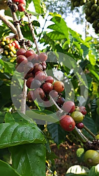 bounch of coffee fruit