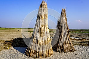 A bounch of jute stalks laid for sun drying. Jute cultivation in Bangladesh