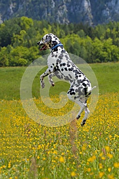 Bouncing Dalmatian