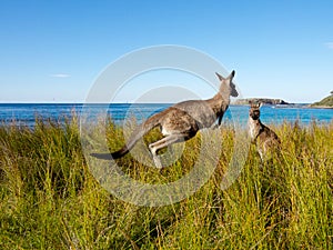 Hromotlucký klokan na austrálsky pláž 