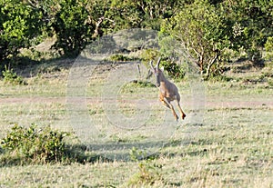A bouncing lone beautiful Topi antelope
