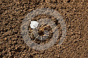 Bouncing spider tarantula digs a hole in the ground. wolf spider nest making close up top view