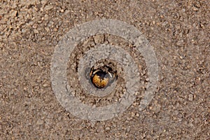 Bouncing spider tarantula digs a hole in the ground. wolf spider nest making close up top view