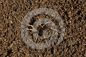 Bouncing spider tarantula digs a hole in the ground. wolf spider nest making close up top view