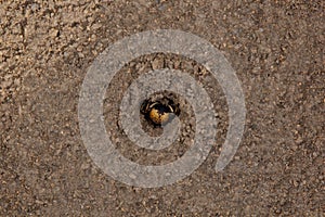 Bouncing spider tarantula digs a hole in the ground. wolf spider nest making close up top view