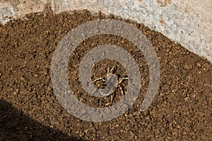 Bouncing spider tarantula digs a hole in the ground. wolf spider nest making close up top view