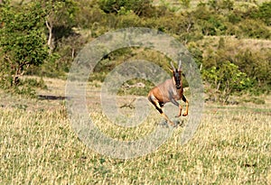 A bouncing Topi antelope