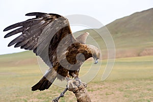 Atado dorado águila 