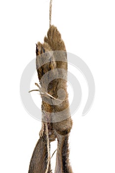 Bound hare feet