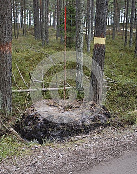 The boundary of area, marking of the forestland. photo