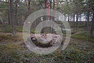 The boundary of area, marking of the forestland. photo