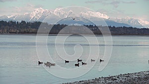 Boundary Bay Ducks and Golden Ears Mountain 4K UHD