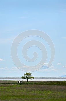 Boundary Bay Regional Park Salish Sea vertical