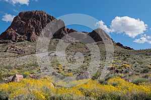 Boundary Cone in Western Arizona, Spring wildflowers