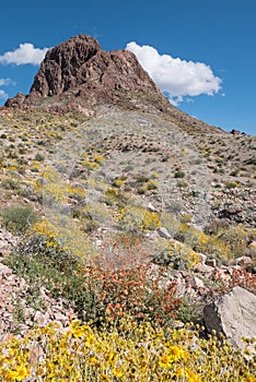 Boundary Cone in Western Arizona, Spring wildflowers