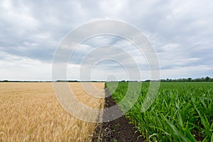 The boundary fields with maturing grain crop, rye, wheat or barley, the fields green with growing corn.