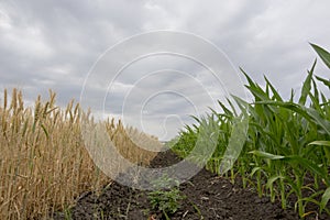 The boundary fields with maturing grain crop, rye, wheat or barley, the fields green with growing corn.