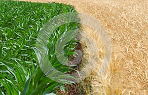 The boundary between a green maize field and a golden wheat field at the end of spring