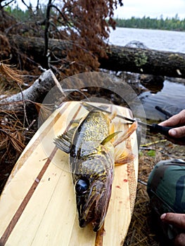 Boundary waters walleye on paddle