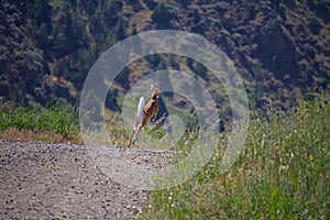 Bounding Fawn Deer Runs Along Side Road