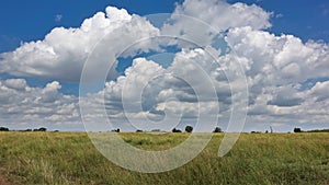 The boundless African savanna is covered with green grass