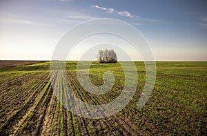 Boundless agriculture field with seedling wheat sprouts horizon springtime at sunrise as agricultural countryside scenery landscap