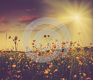 The boundless field and blooming colorful yellow flowers in the sun rays.