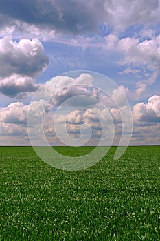 Boundless field with green grass against a blue cloudy sky background