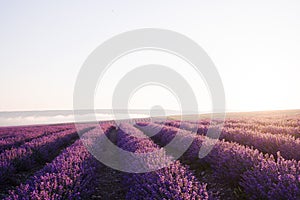 Boundless fields of fragrant blooming lavender in the sunlight. Clear bright sky over the lavender field.
