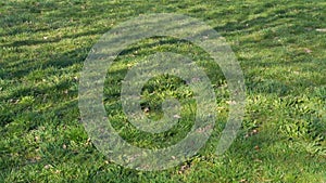 Boundless fresh spring grass with light tree shadow in park