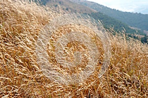 Boundless Grassland