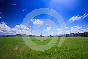 Boundless Rice Field Hills on Skyline Blue Sky Clouds