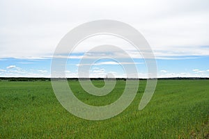 Boundless rural village field of cereal crops sky clouds