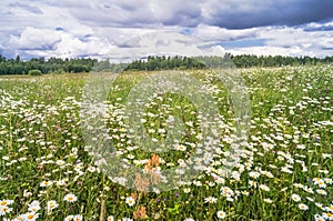 Boundless Russian expanses. Bright sunlight on the flowered camomile meadow.