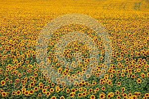 Boundless yellow field of sunflowers